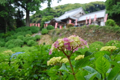 佐賀武雄の大聖寺にて