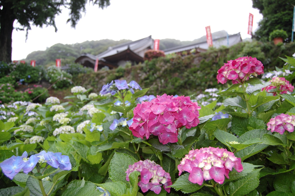 大聖寺（佐賀）のあじさい
