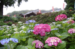 大聖寺（佐賀）のあじさい
