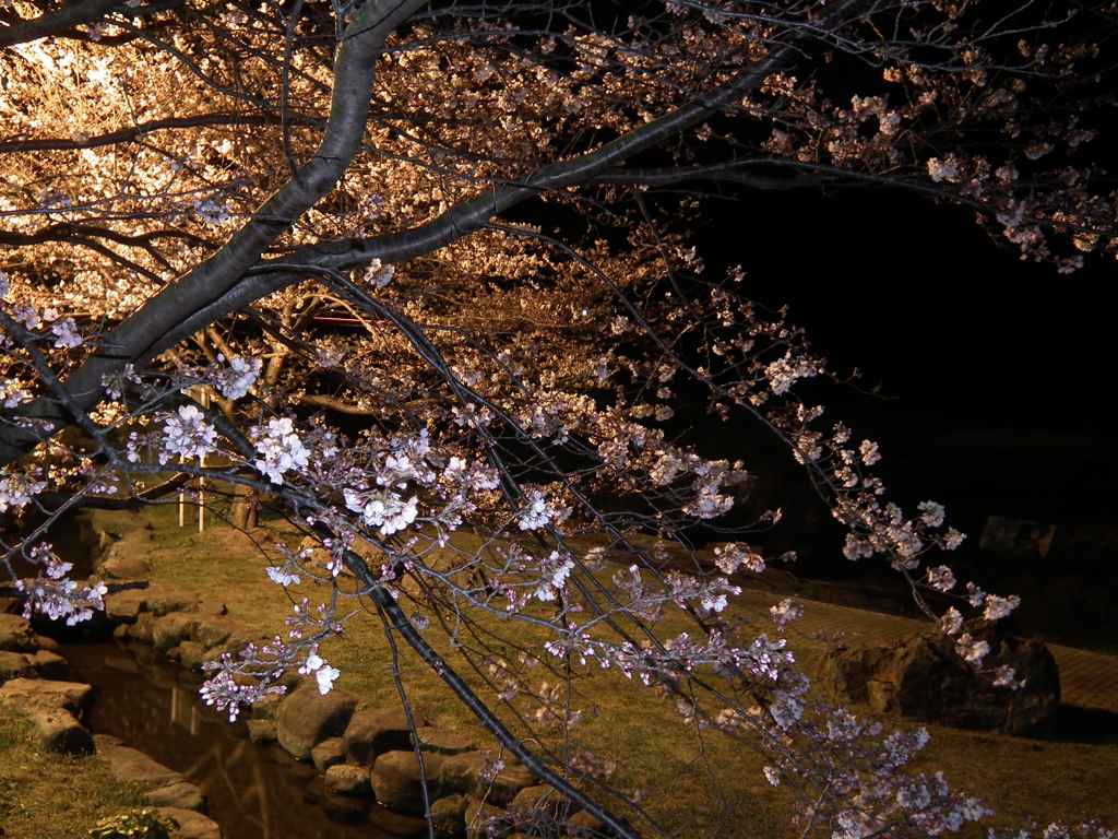 夜桜（波佐見　稗の尾河川公園）　その２