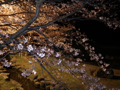 夜桜（波佐見　稗の尾河川公園）　その２