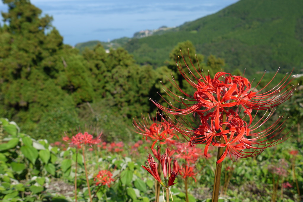 彼岸花　~鉢巻山~