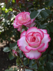 福岡市植物園　その１