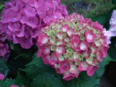 ながさき紫陽花（おたくさ）まつり