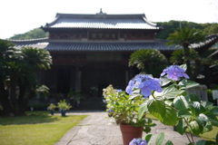 長崎・興福寺　“紫陽花季”