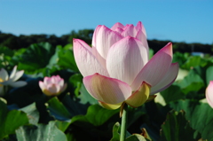 唐比ハス園