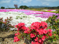松本つつじ園