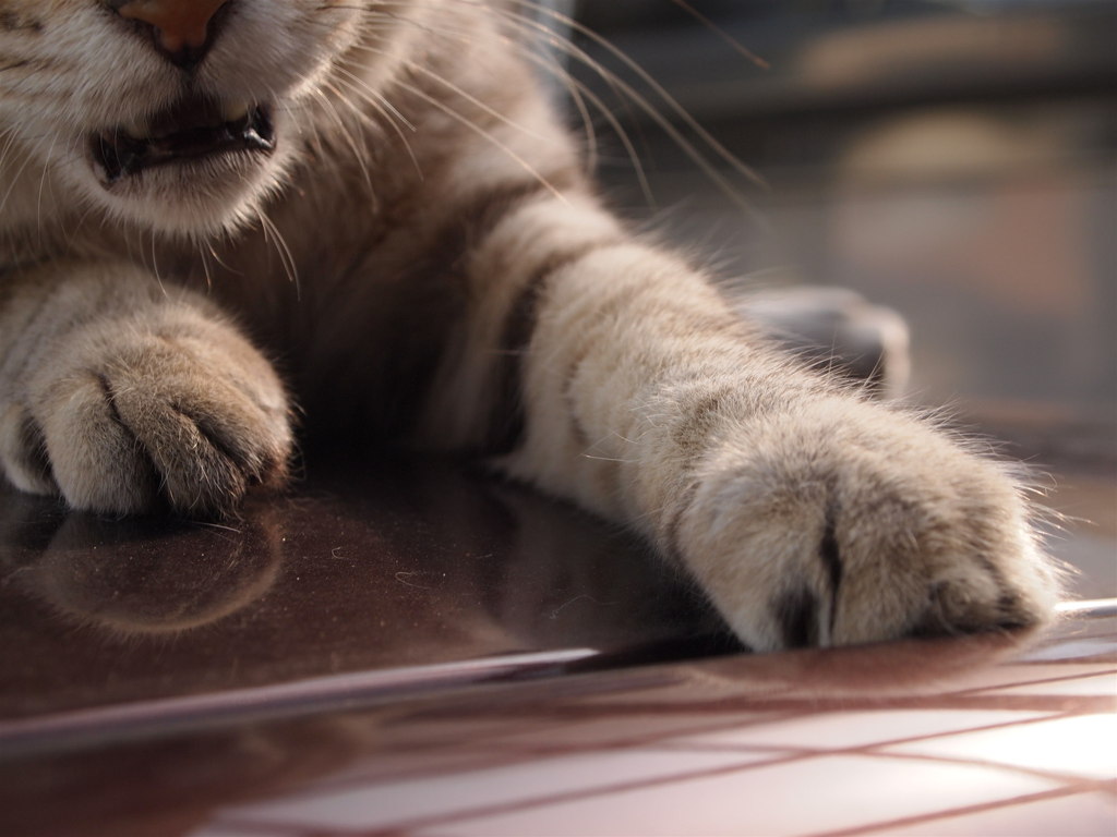猫の手先