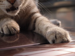猫の手先