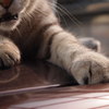 猫の手先