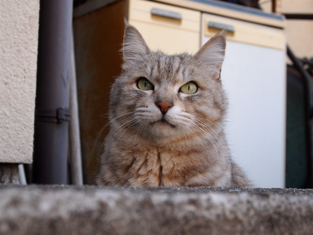 ひょこっ！