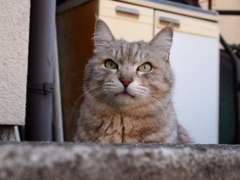 ひょこっ！
