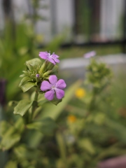 庭の花