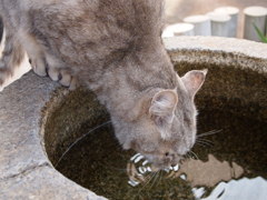 喉乾いたにゃ