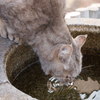 喉乾いたにゃ