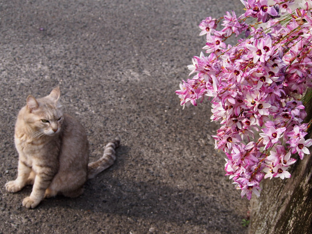 花と猫