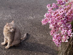 花と猫
