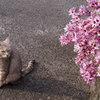 花と猫