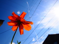 空に向かい