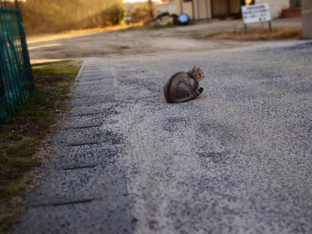 猫と道