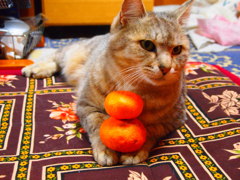 みかん on the 猫