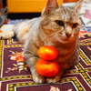 みかん on the 猫