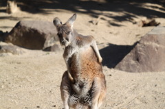 東山動物園１