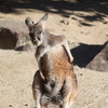 カンガルー