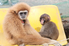 福知山動物園１