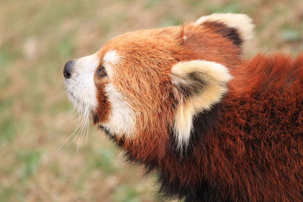 大連森林動物園