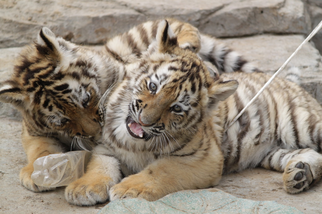 大連森林動物園