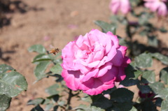 薔薇１