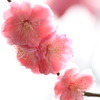 浜松城公園