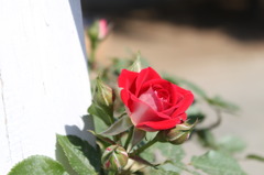 薔薇２