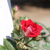 薔薇２