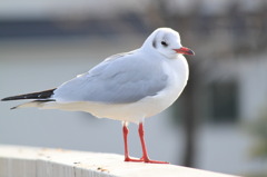 公園にて