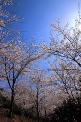 桜に囲まれて