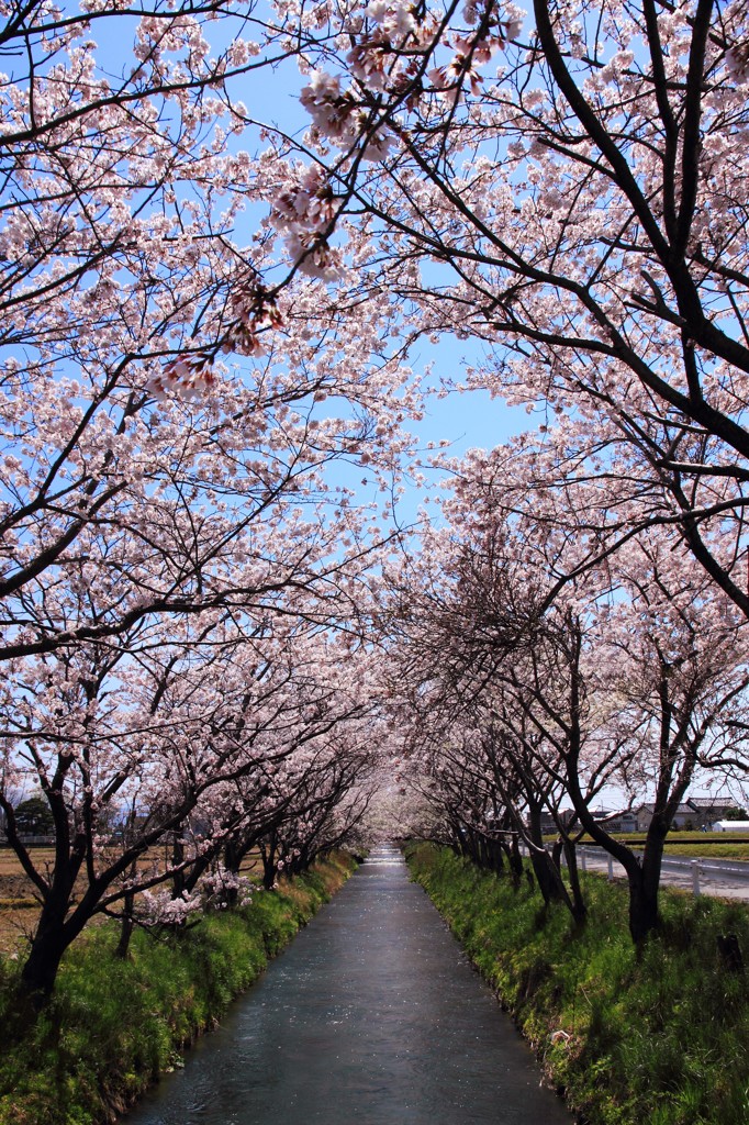 桜咲く