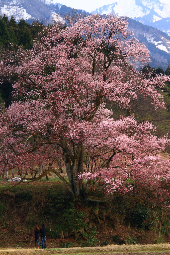 巨桜