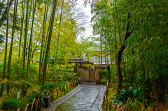 修善寺 竹林の小径にて-2