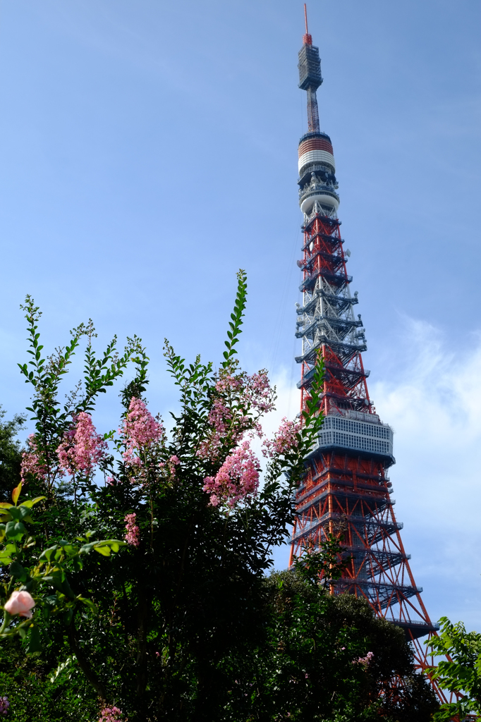 芝公園スナップ12