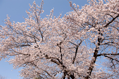 桜、ほ満開
