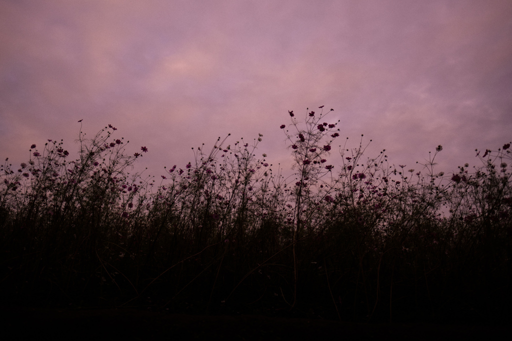 晩秋の黄昏に咲く秋桜