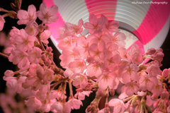 夜桜