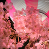 夜桜