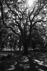 芝公園スナップ11