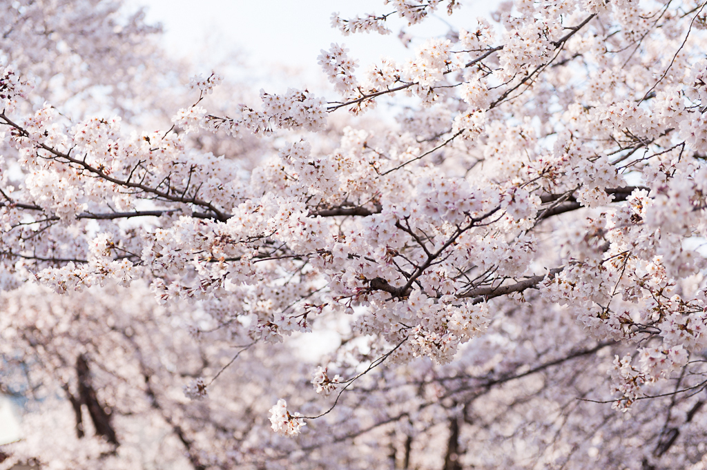 桜雪景色