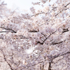 桜雪景色