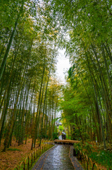 修善寺 竹林の小径にて
