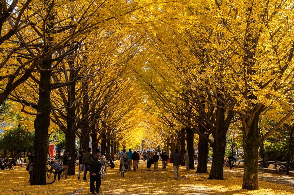 光が丘公園